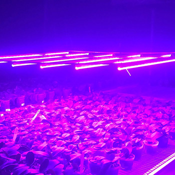 Tube LED Grow Light
